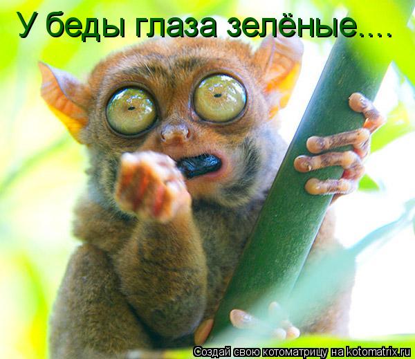 У беды глаза зелёные....... Котоматрица: У беды глаза зелёные....
