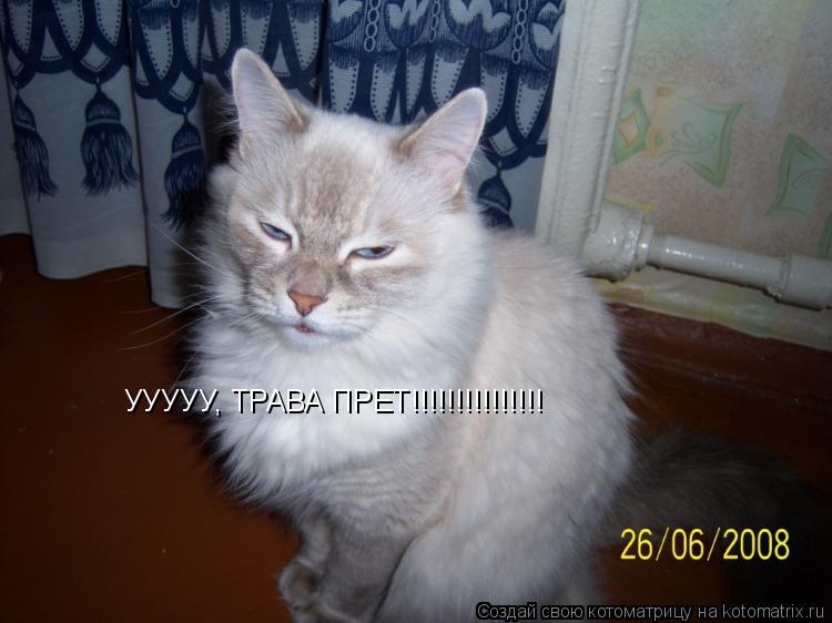 Котоматрица: УУУУУ, ТРАВА ПРЕТ!!!!!!!!!!!!!!!