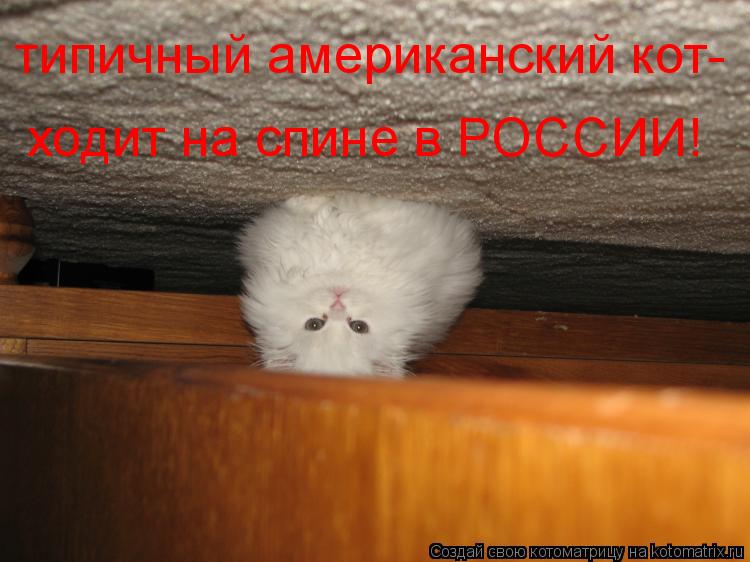 типичный американский кот- ходит на спине в РОССИИ!... Котоматрица: типичный американский кот- ходит на спине в РОССИИ!
