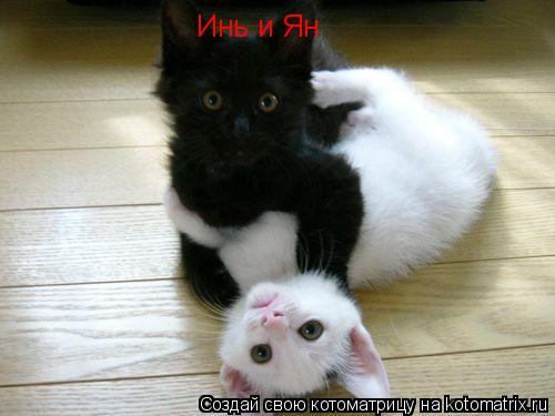 Инь и Ян... Котоматрица: Инь и Ян