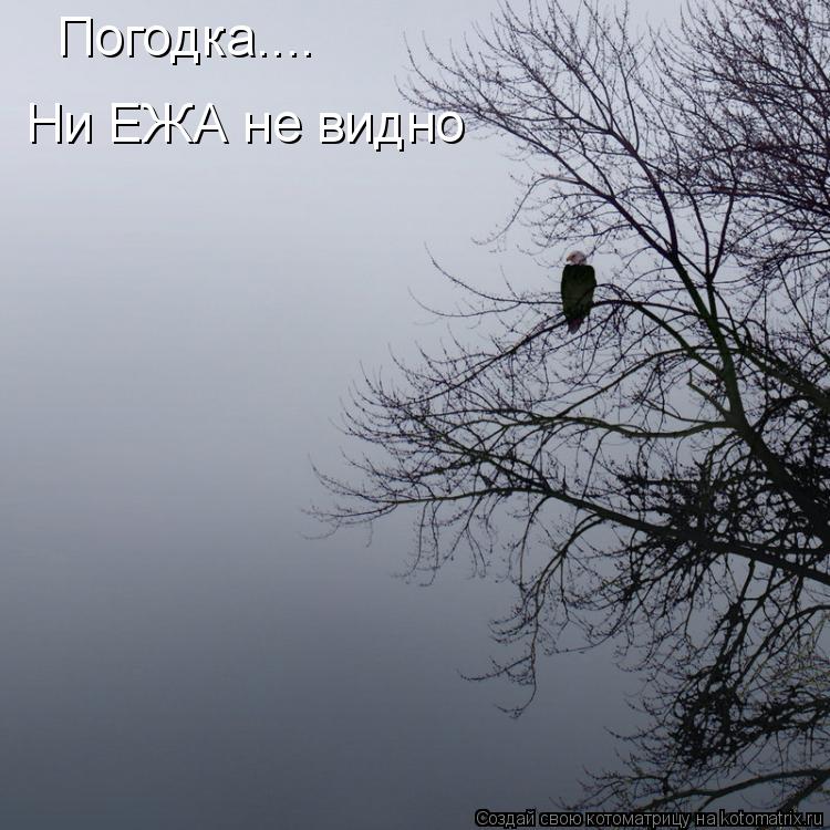 Погодка.... Ни ЕЖА не видно... Котоматрица: Погодка.... Ни ЕЖА не видно