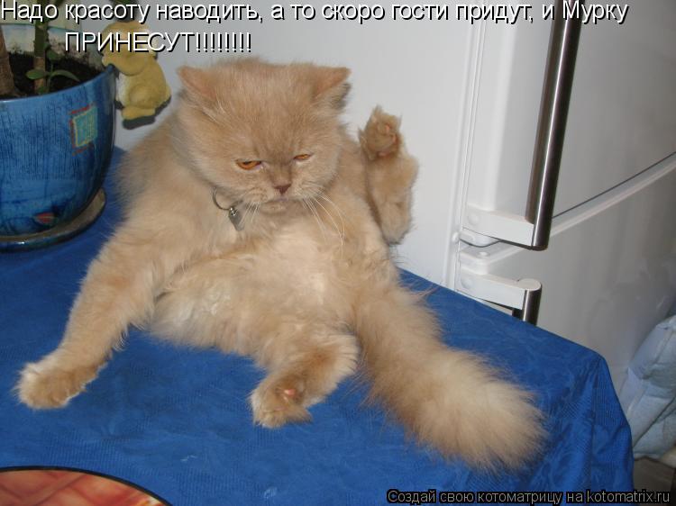 Надо красоту наводить, а то скоро гости придут, и Мурку ПРИНЕСУТ!!!!!!!!... Котоматрица: Надо красоту наводить, а то скоро гости придут, и Мурку ПРИНЕСУТ!!!!!!!!