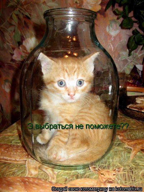 Э,выбраться не поможете??... Котоматрица: Э,выбраться не поможете??
