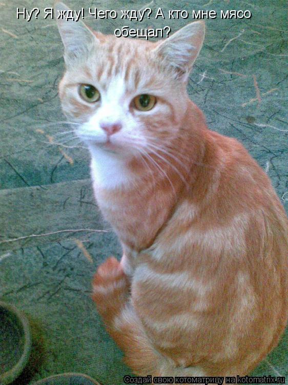 Котоматрица: Ну? Я жду! Чего жду? А кто мне мясо  обещал?