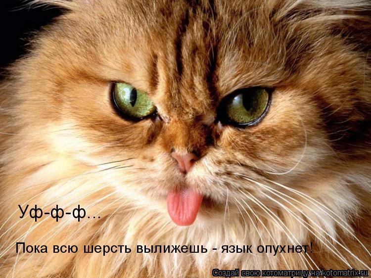 Уф-ф-ф... Пока всю шерсть вылижешь - язык опухнет!... Котоматрица: Уф-ф-ф... Пока всю шерсть вылижешь - язык опухнет!