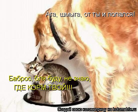 Ага, шмыга, от ты и попался! Баброс, бля буду, не знаю, ГДЕ КОРМ ТВОЙ!!!... Котоматрица: Ага, шмыга, от ты и попался! Баброс, бля буду, не знаю, ГДЕ КОРМ ТВОЙ!!!