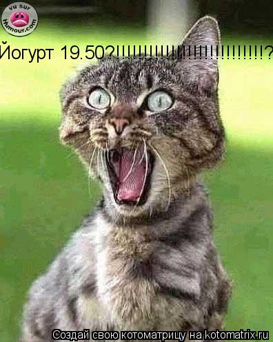 Йогурт 19.50?!!!!!!!!!!!!!!!!!!!!!!!!!!!?!!!!!!!!!!!!!!!!!!!!!!!!?!?!??!?!?... Котоматрица: Йогурт 19.50?!!!!!!!!!!!!!!!!!!!!!!!!!!!?!!!!!!!!!!!!!!!!!!!!!!!!?!?!??!?!?