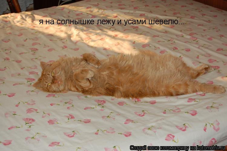 Котоматрица: я на солнышке лежу и усами шевелю...