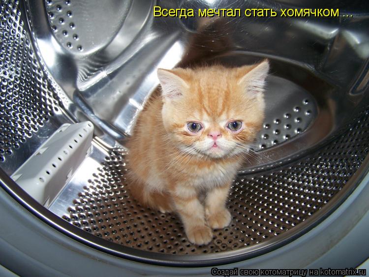 Всегда мечтал стать хомячком ...... Котоматрица: Всегда мечтал стать хомячком ...
