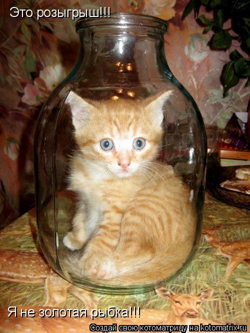 Котоматрица: Это розыгрыш!!! Я не золотая рыбка!!!