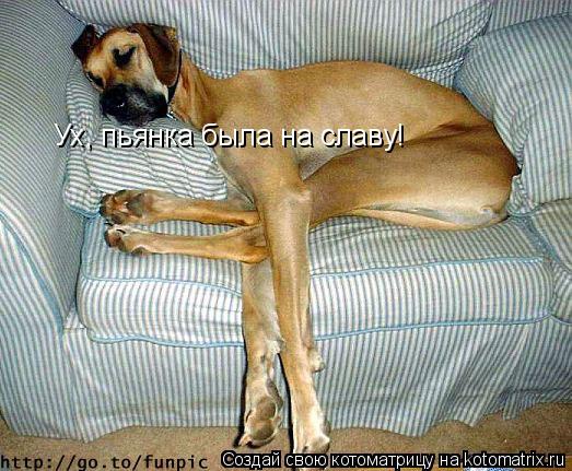 Котоматрица: Ух, пьянка была на славу!