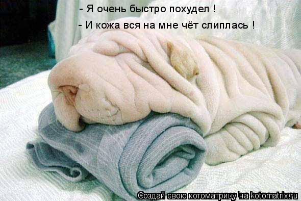 - Я очень быстро похудел ! - И кожа вся на мне чёт слиплась !... Котоматрица: - Я очень быстро похудел ! - И кожа вся на мне чёт слиплась !