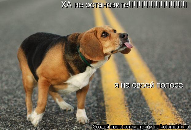 ХА не остановите!!!!!!!!!!!!!!!!!!!!!!!! я на своей полосе... Котоматрица: ХА не остановите!!!!!!!!!!!!!!!!!!!!!!!! я на своей полосе