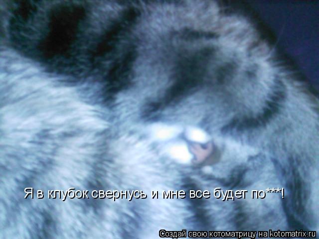 Я в клубок свернусь и мне все будет по***!... Котоматрица: Я в клубок свернусь и мне все будет по***!
