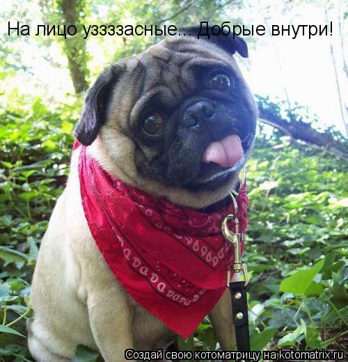Котоматрица: На лицо уззззасные... Добрые внутри!