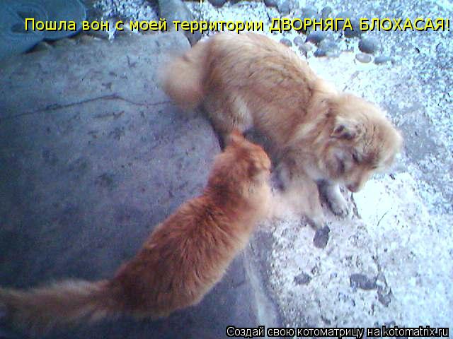 Пошла вон с моей территории ДВОРНЯГА БЛОХАСАЯ!!!... Котоматрица: Пошла вон с моей территории ДВОРНЯГА БЛОХАСАЯ!!!