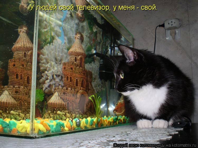 Котоматрица: У людей свой телевизор, у меня - свой.
