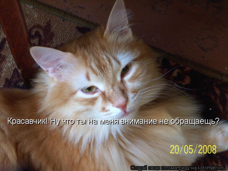 Котоматрица: Красавчик! Ну что ты на меня внимание не обращаещь?