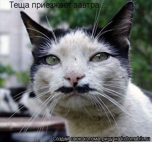 Котоматрица: Теща приезжает завтра....