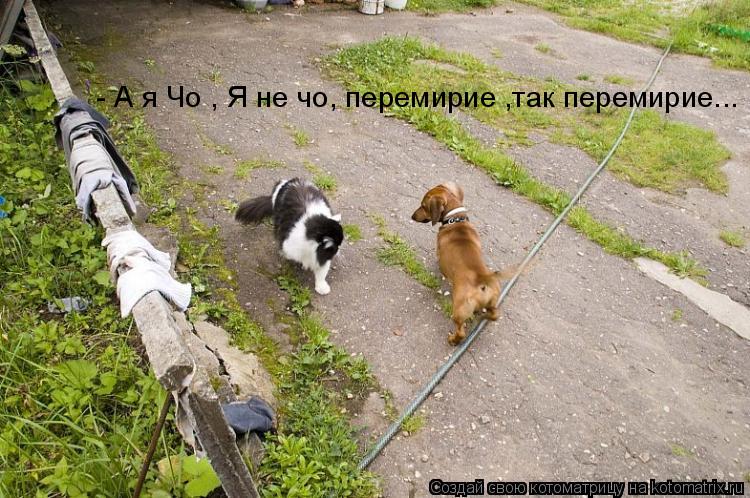 - А я Чо , Я не чо, перемирие ,так перемирие...... Котоматрица: - А я Чо , Я не чо, перемирие ,так перемирие...