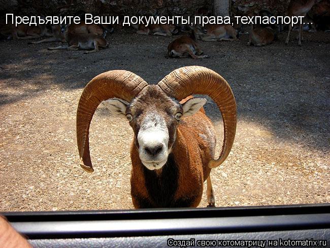 Предъявите Ваши документы,права,техпаспорт...... Котоматрица: Предъявите Ваши документы,права,техпаспорт...