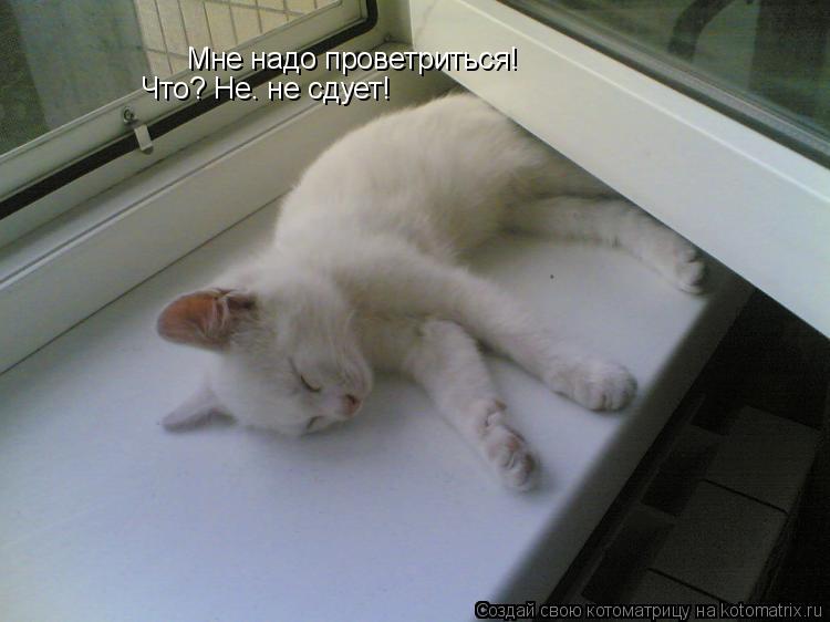 Котоматрица: Мне надо проветриться! Что? Не. не сдует!