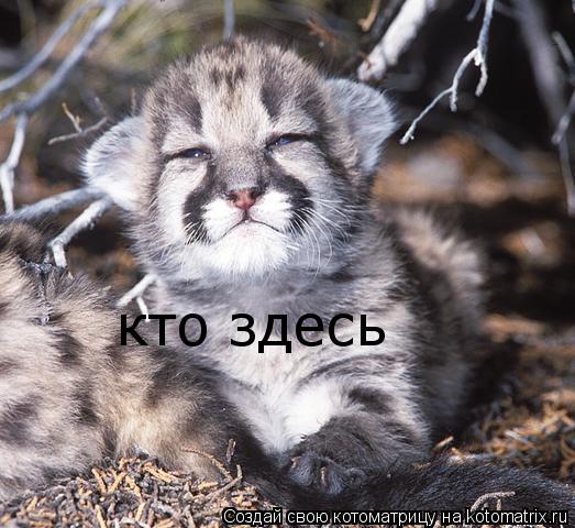 кто здесь... Котоматрица: кто здесь