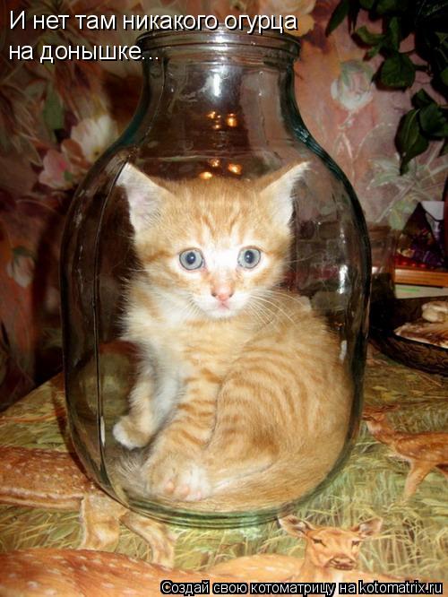Котоматрица: И нет там никакого огурца на  И нет там никакого огурца на донышке...