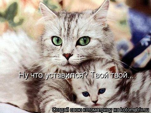 Ну что уставился? Твой твой....... Котоматрица: Ну что уставился? Твой твой....