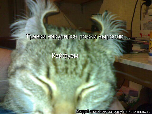 Травки накурился рожки выросли.... Кайфуем... Котоматрица: Травки накурился рожки выросли.... Кайфуем