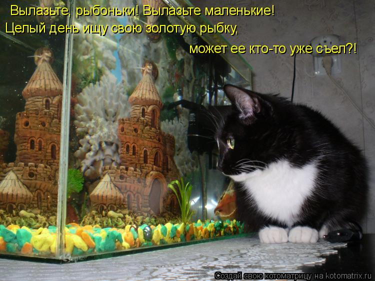 Котоматрица: Вылазьте, рыбоньки! Вылазьте маленькие! Целый день ищу свою золотую рыбку, может ее кто-то уже съел?!