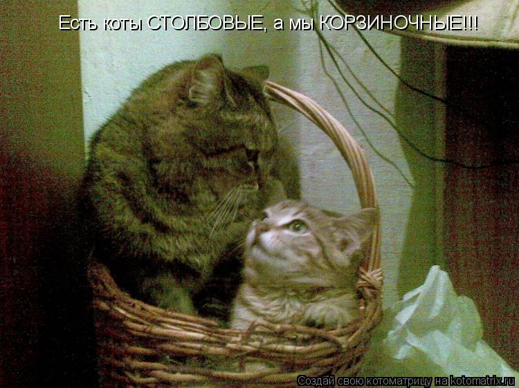 Есть коты СТОЛБОВЫЕ, а мы КОРЗИНОЧНЫЕ!!!... Котоматрица: Есть коты СТОЛБОВЫЕ, а мы КОРЗИНОЧНЫЕ!!!