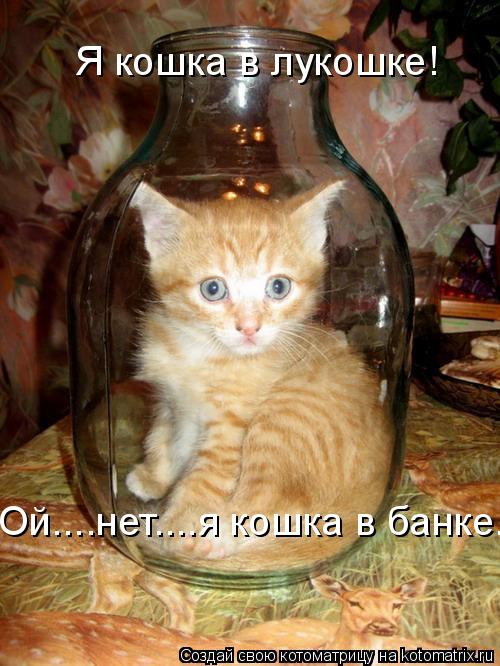 Котоматрица: Я кошка в лукошке! Ой....нет....я кошка в банке....