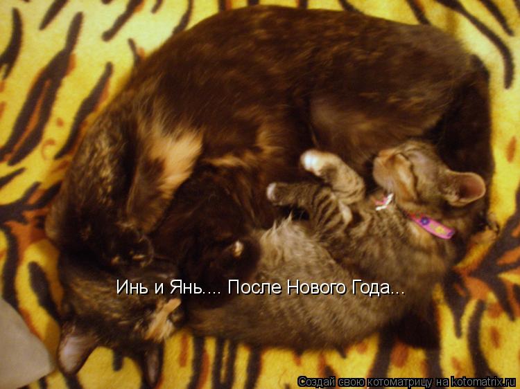 Инь и Янь.... После Нового Года...... Котоматрица: Инь и Янь.... После Нового Года...