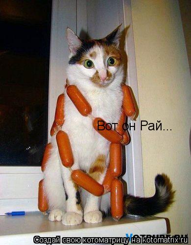 Вот он Рай...... Котоматрица: Вот он Рай...