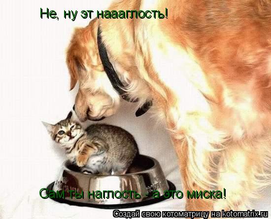 Не, ну эт наааглость! Сам ты наглость - а это миска!... Котоматрица: Не, ну эт наааглость! Сам ты наглость - а это миска!