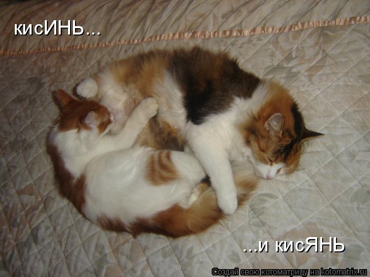 Котоматрица: кисИНЬ... ...и кисЯНЬ