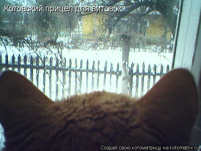 Котовский прицел для витовок...... Котоматрица: Котовский прицел для витовок...