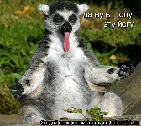 да ну в ...опу эту йогу... Котоматрица: да ну в ...опу эту йогу