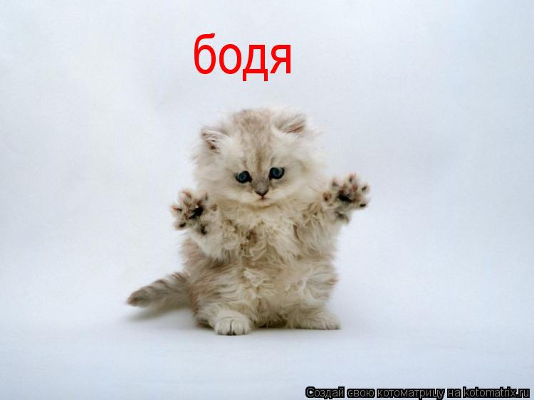 бодя... Котоматрица: бодя