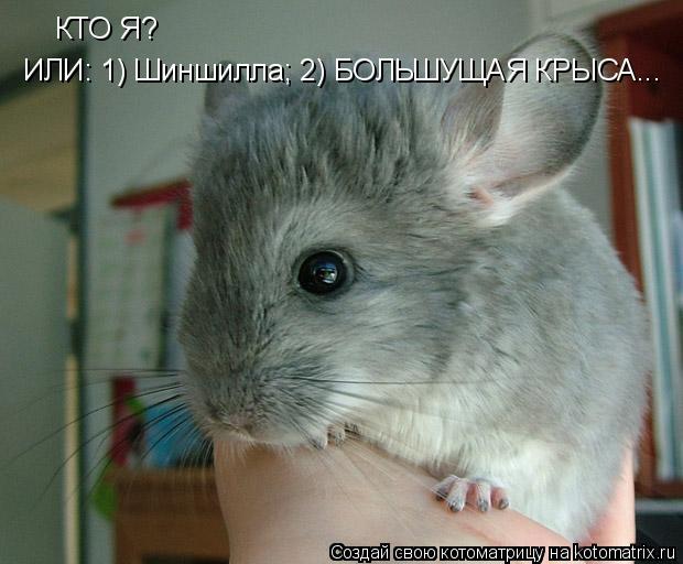 КТО Я? ИЛИ: 1) Шиншилла; 2) БОЛЬШУЩАЯ КРЫСА...... Котоматрица: КТО Я? ИЛИ: 1) Шиншилла; 2) БОЛЬШУЩАЯ КРЫСА...