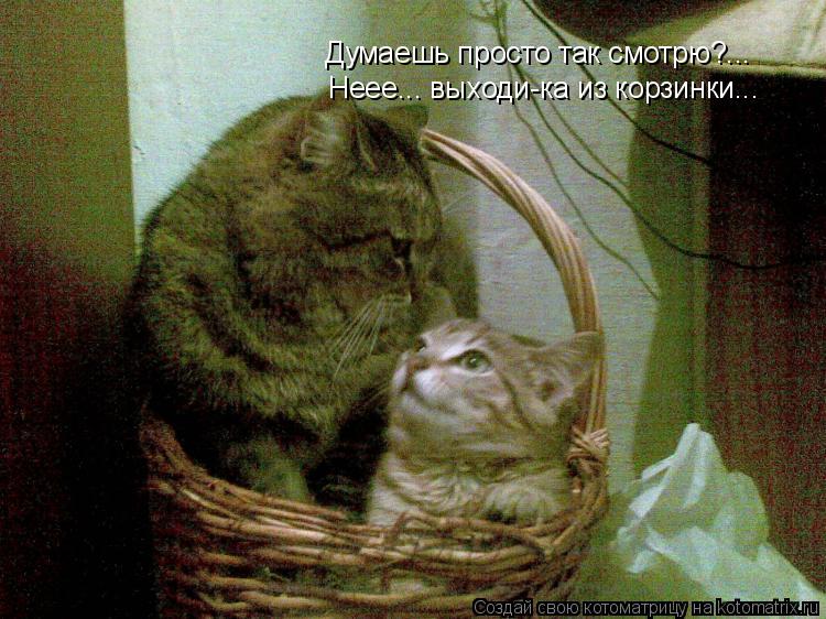 Думаешь просто так смотрю?... Неее... выходи-ка из корзинки...... Котоматрица: Думаешь просто так смотрю?... Неее... выходи-ка из корзинки...