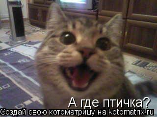 А где птичка?... Котоматрица: А где птичка?