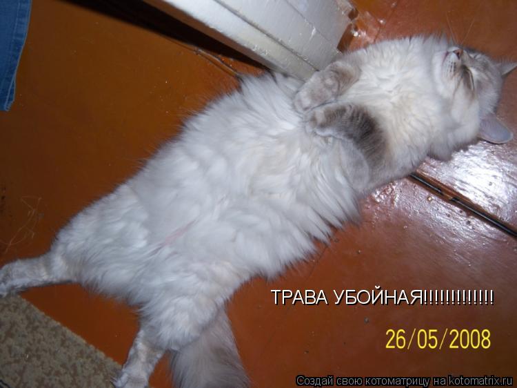 Котоматрица: ТРАВА УБОЙНАЯ!!!!!!!!!!!!!