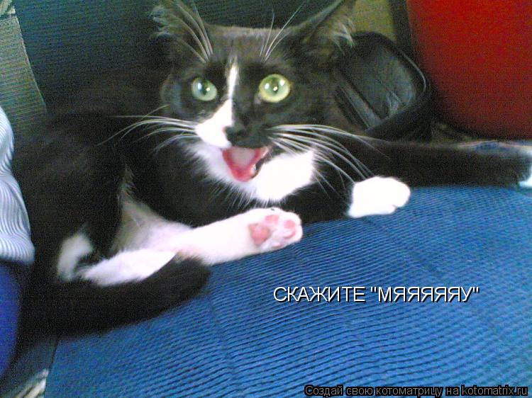 Котоматрица: СКАЖИТЕ "МЯЯЯЯЯУ"