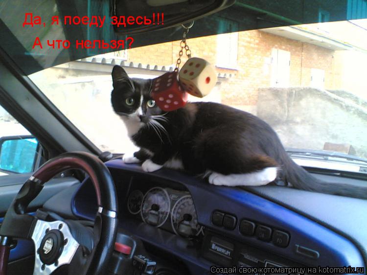 Котоматрица: Да, я поеду здесь!!! А что нельзя?