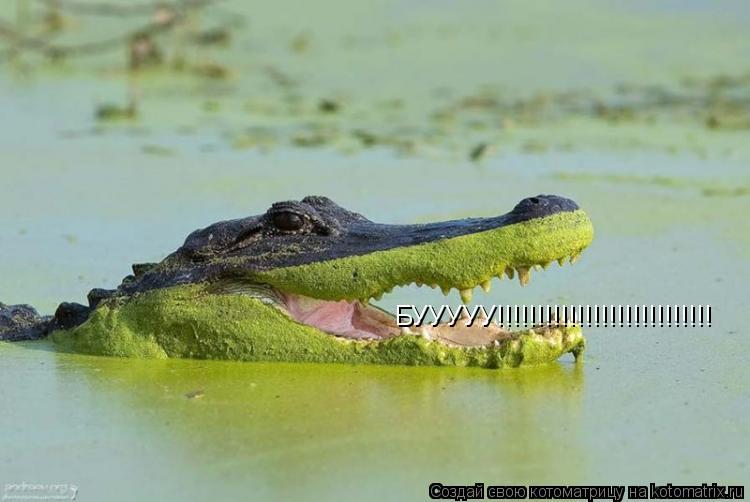 БУУУУУ!!!!!!!!!!!!!!!!!!!!!!!!!!!... Котоматрица: БУУУУУ!!!!!!!!!!!!!!!!!!!!!!!!!!!
