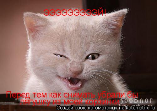 ЭЭЭЭЭЭЭЭЭЙ! Перед тем как снимать убрали бы лягушку из моей корзинки... Котоматрица: ЭЭЭЭЭЭЭЭЭЙ! Перед тем как снимать убрали бы лягушку из моей корзинки