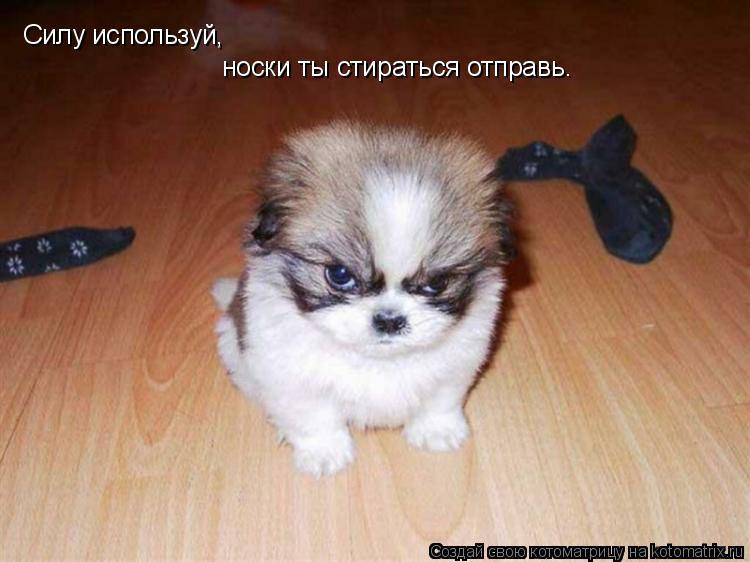 Силу используй, носки ты стираться отправь.... Котоматрица: Силу используй, носки ты стираться отправь.