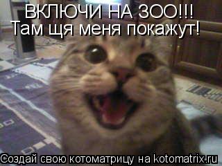 ВКЛЮЧИ НА ЗОО!!! Там щя меня покажут!... Котоматрица: ВКЛЮЧИ НА ЗОО!!! Там щя меня покажут!